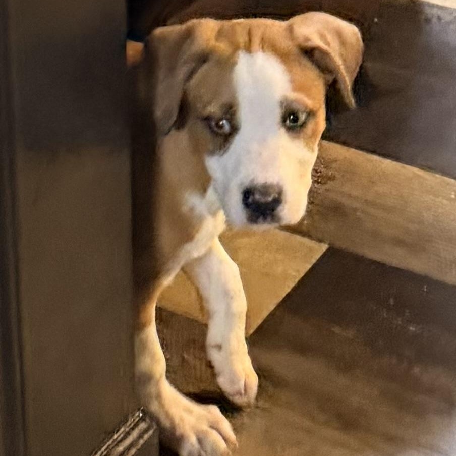 Enlarge Fudge, an adopted mixed breed in Wilmington, IL image 3/5