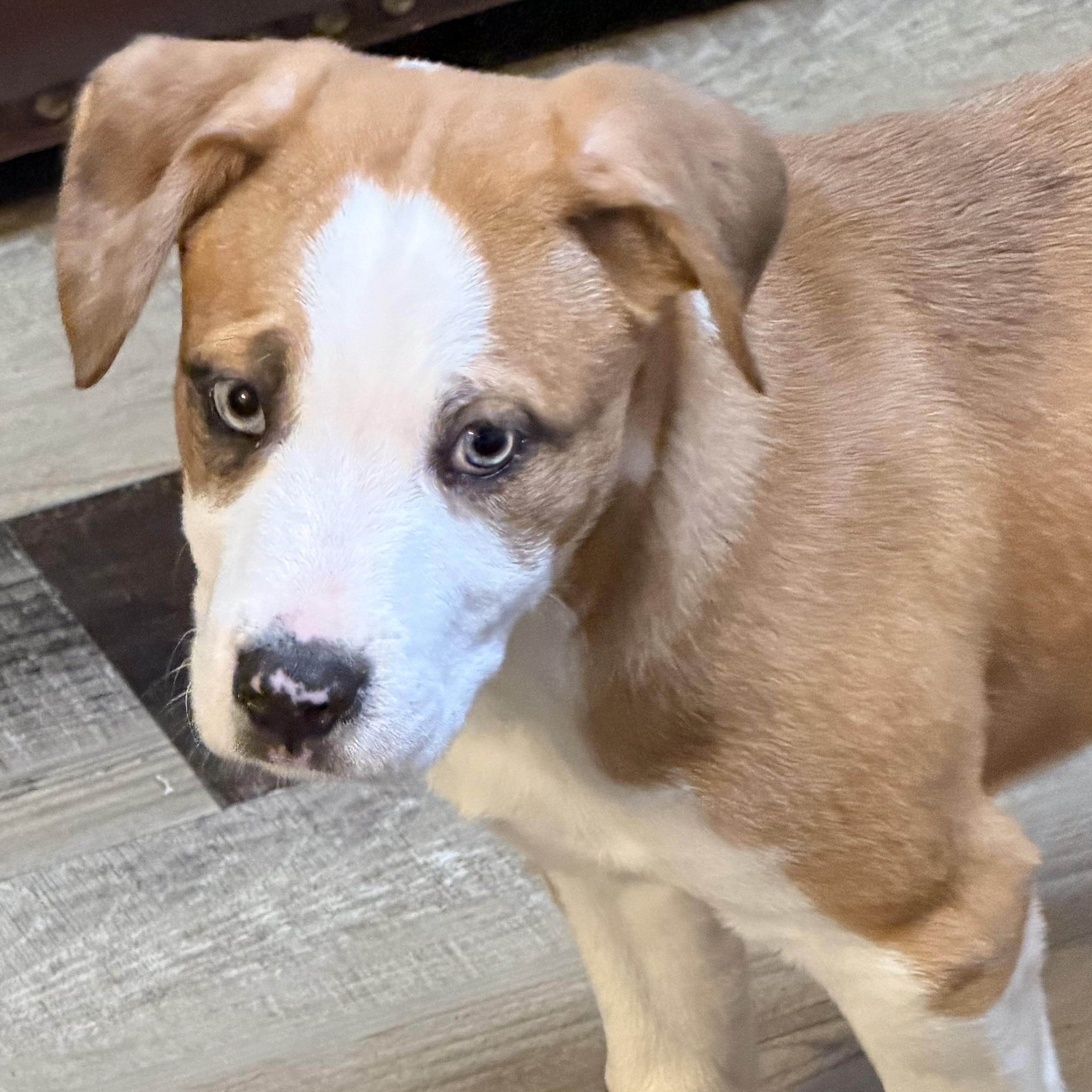 Enlarge Fudge, an adopted mixed breed in Wilmington, IL image 4/5