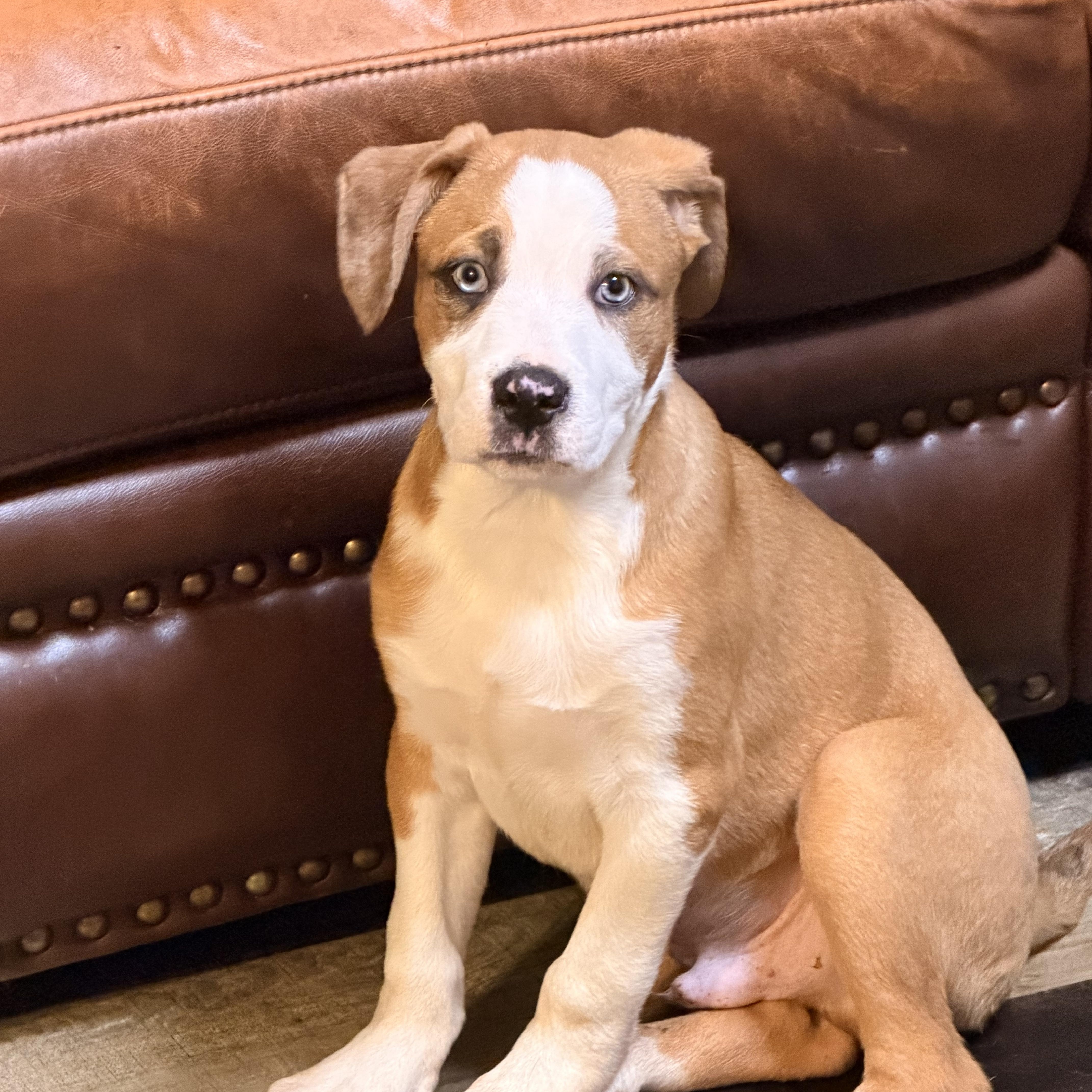 Enlarge Fudge, an adopted mixed breed in Wilmington, IL image 1/5