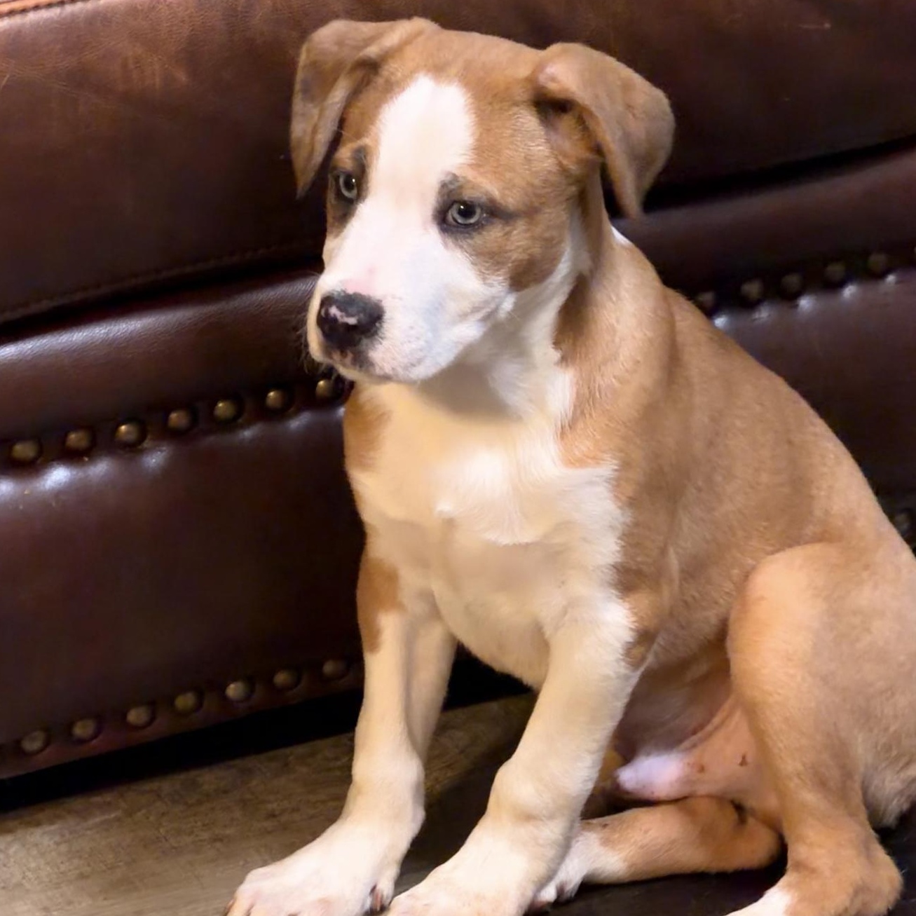 Enlarge Fudge, an adopted mixed breed in Wilmington, IL image 5/5