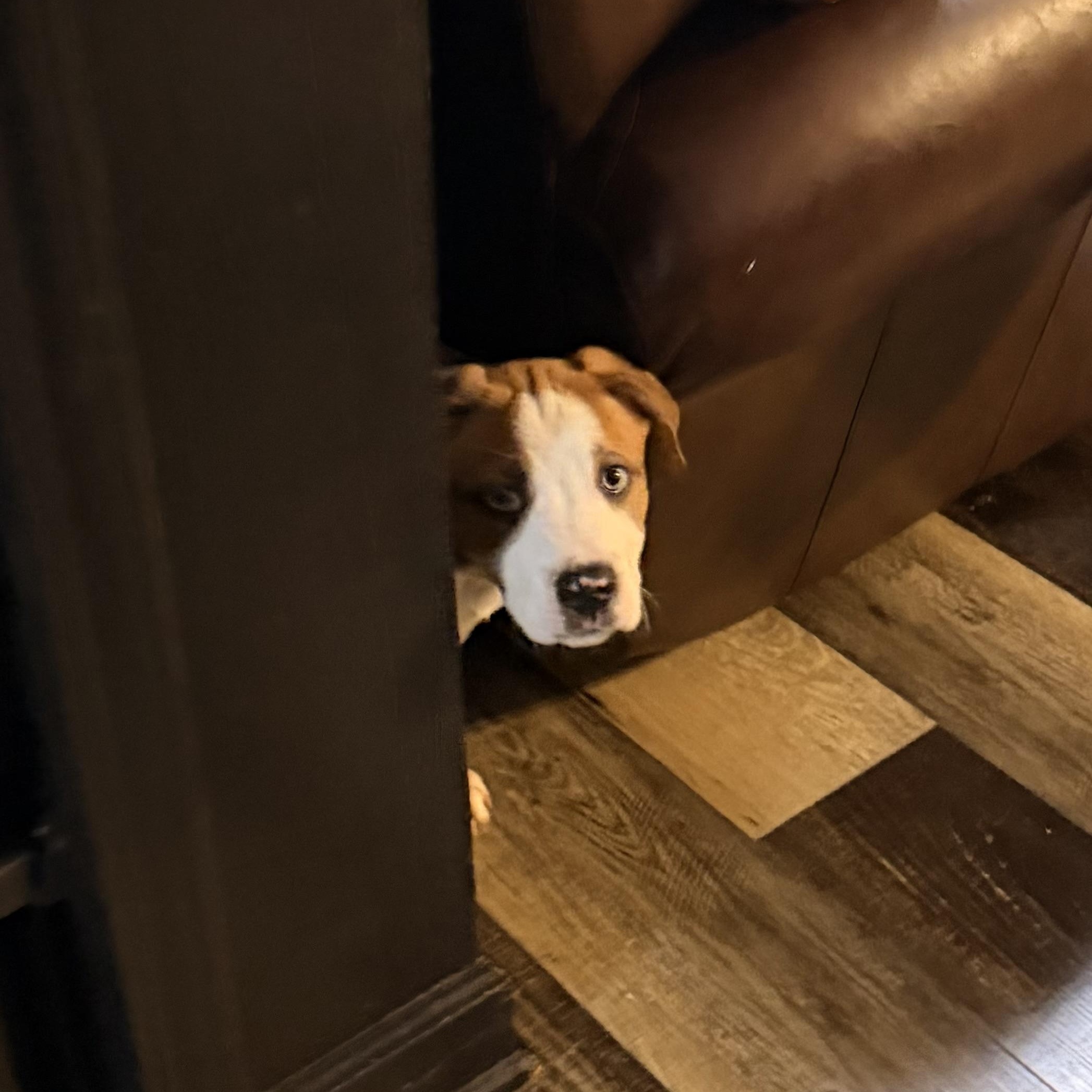 Enlarge Fudge, an adopted mixed breed in Wilmington, IL image 2/5