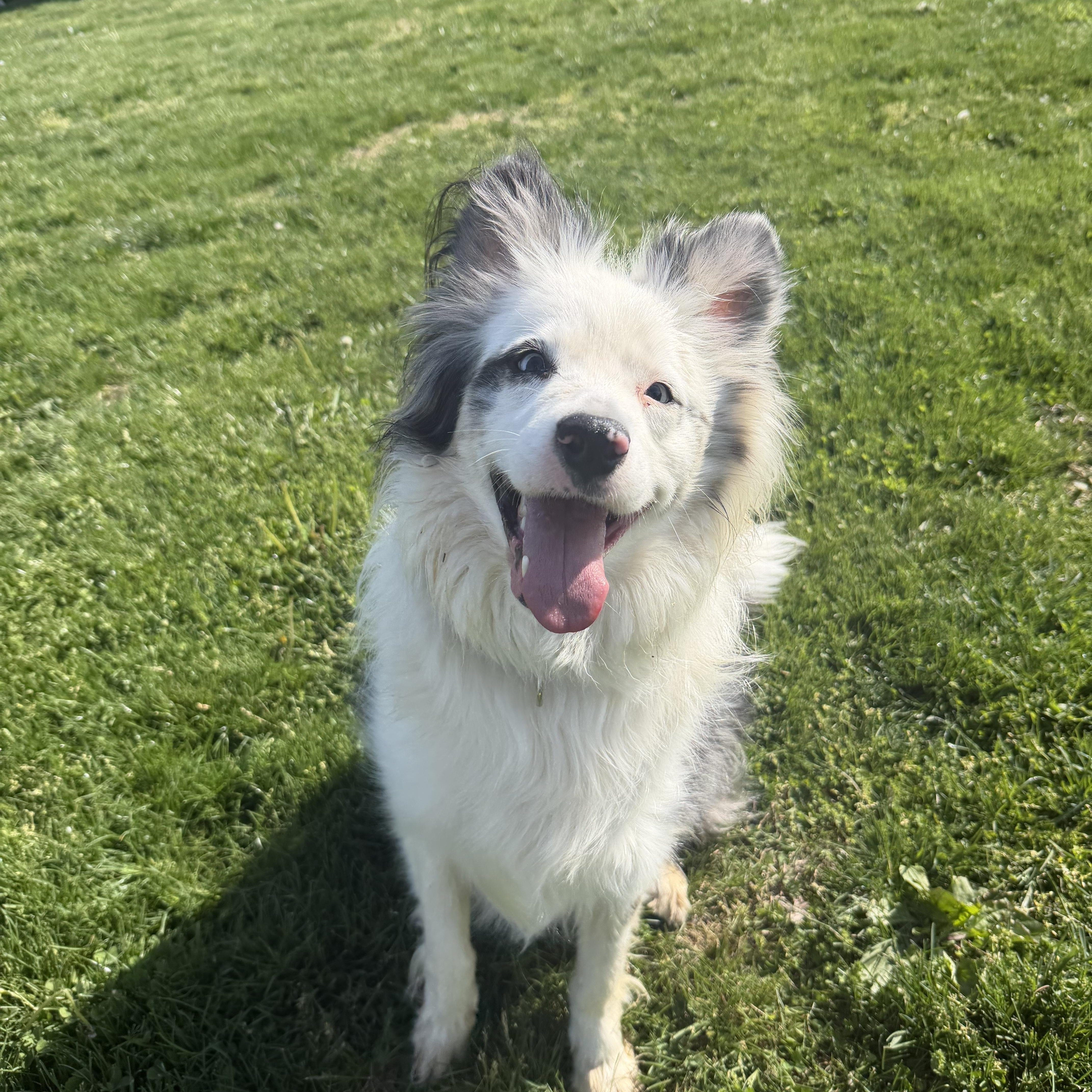 Juju, adoptable, Adult Female Australian Shepherd.