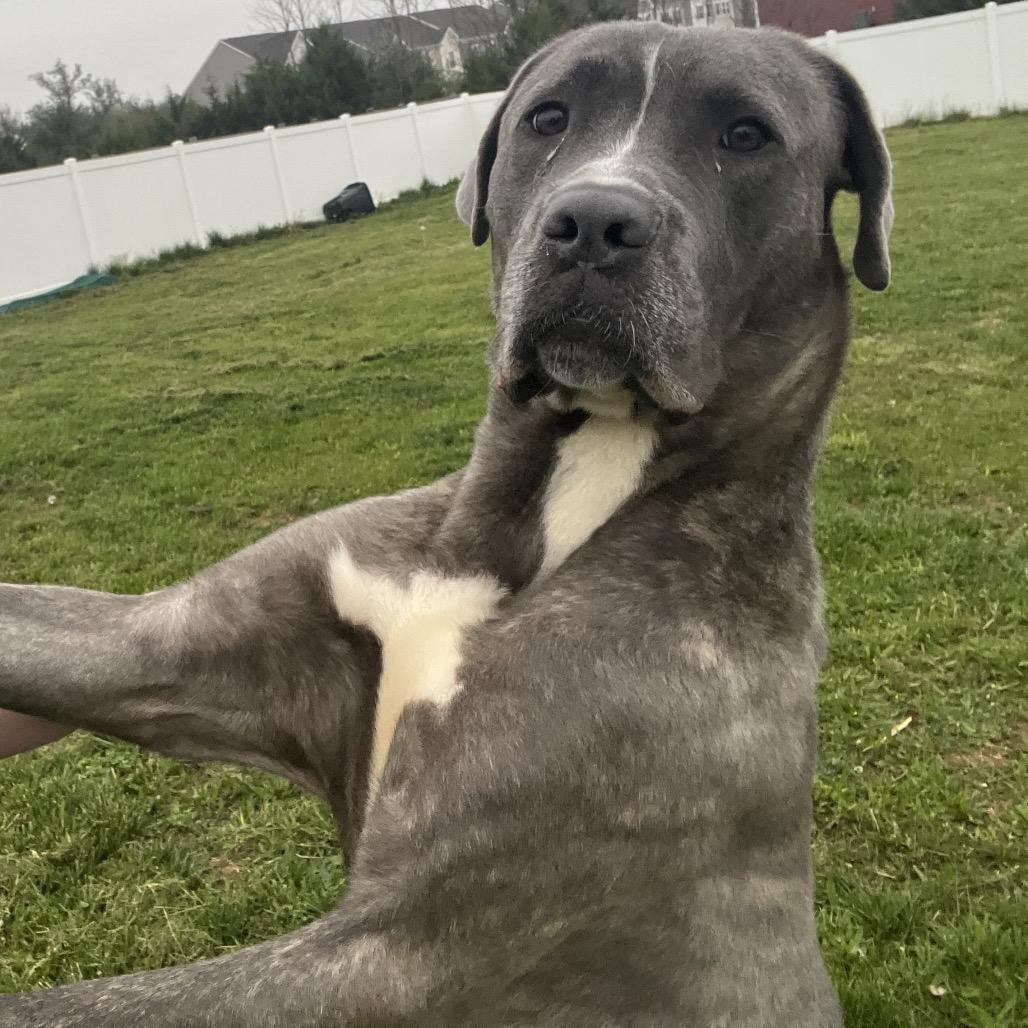 Ermine, Adoptable, Adult Male Cane Corso & Mixed Breed.