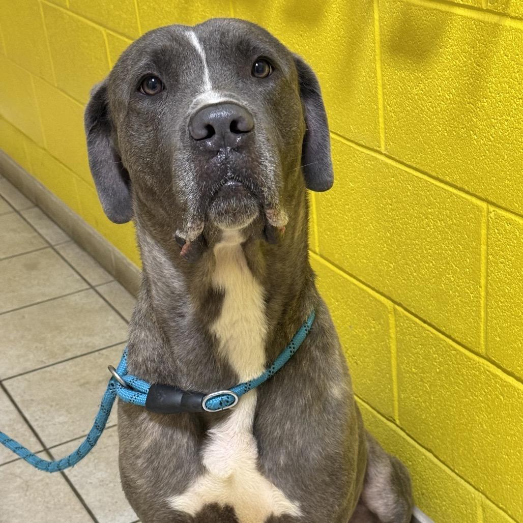 Ermine, a Adoptable mixed breed in manchester, PA image 2/4