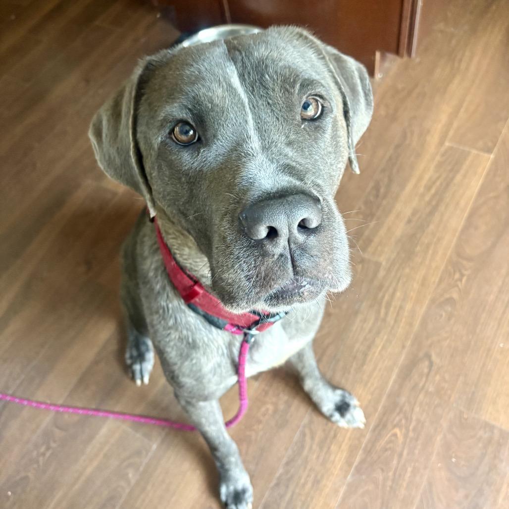 Ermine, a Adoptable mixed breed in manchester, PA image 4/4