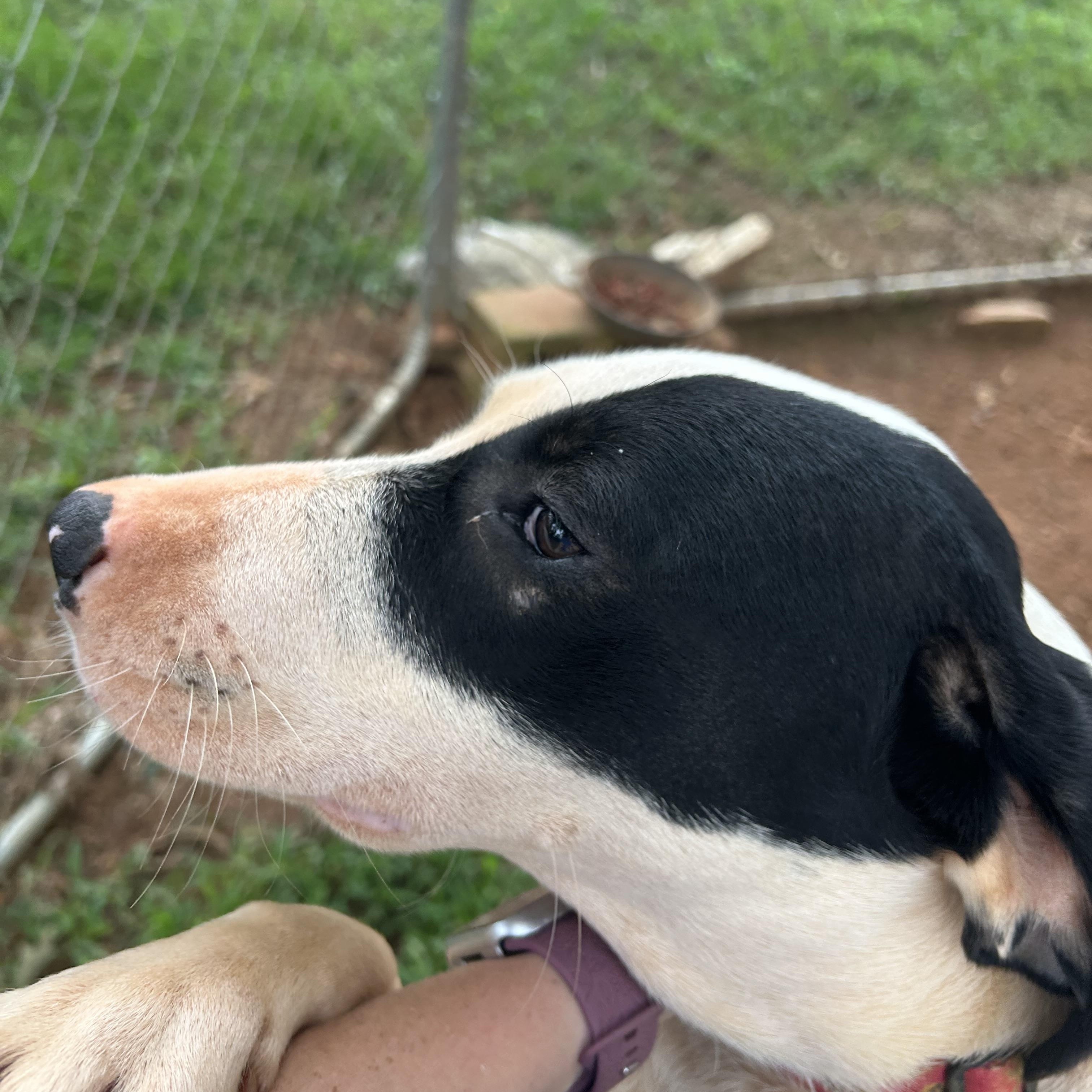 Valentine, a Adoptable mixed breed in Enoree, SC image 4/4