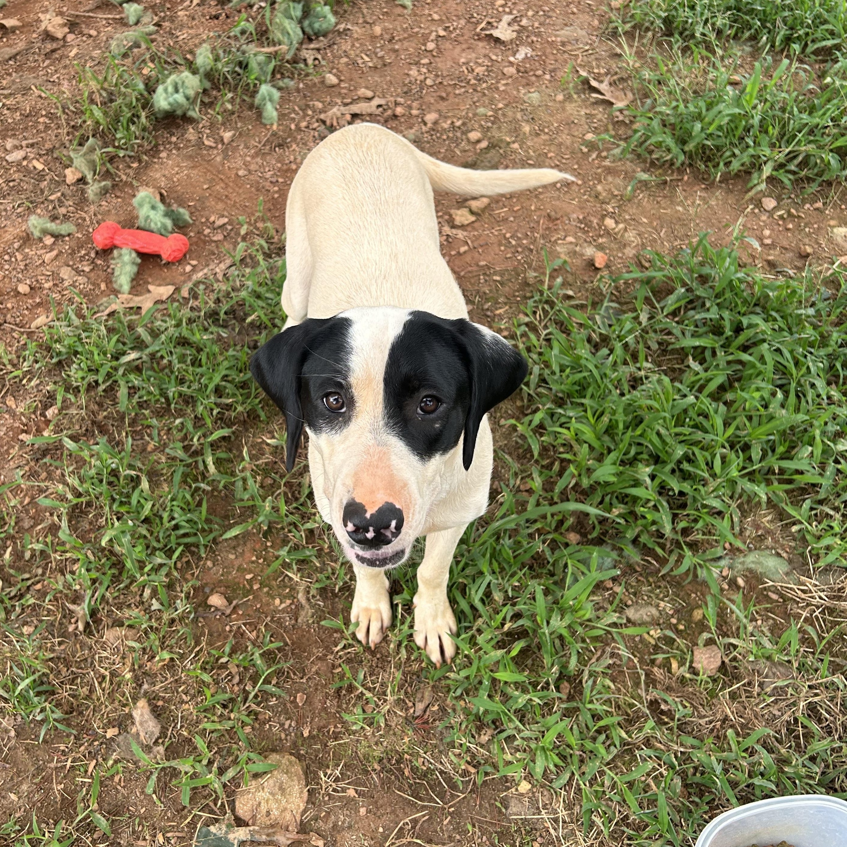 Valentine, a Adoptable mixed breed in Enoree, SC image 2/4