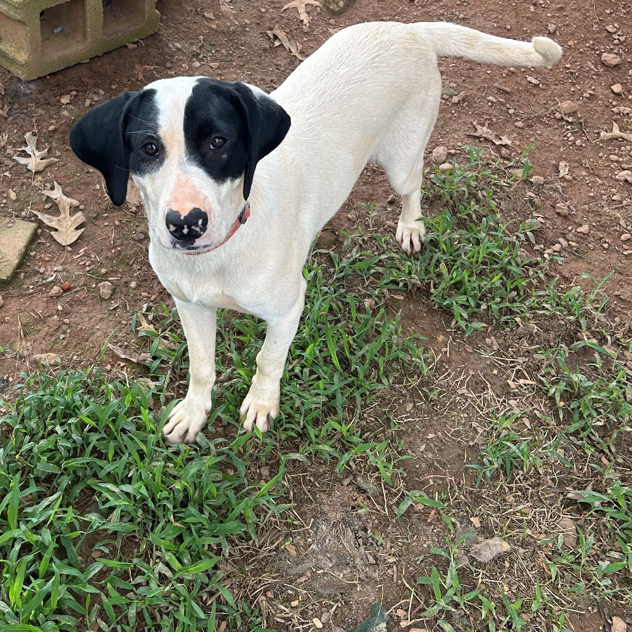 Valentine, a Adoptable mixed breed in Enoree, SC image 3/4