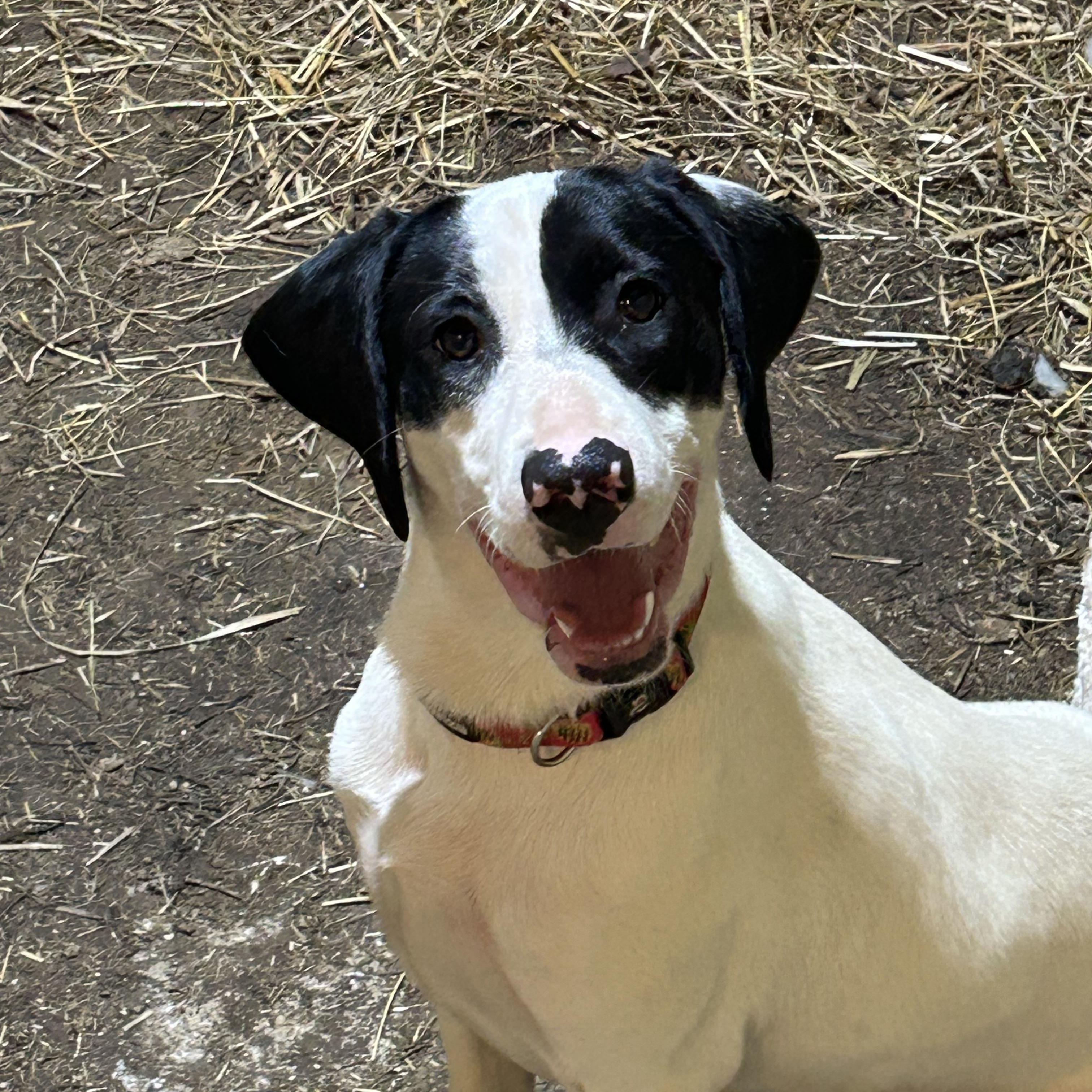 Valentine, Adoptable, Young Female German Shorthaired Pointer.