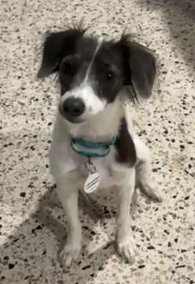 Bella, a Adoptable mixed breed in Huntington, NY image 1/2