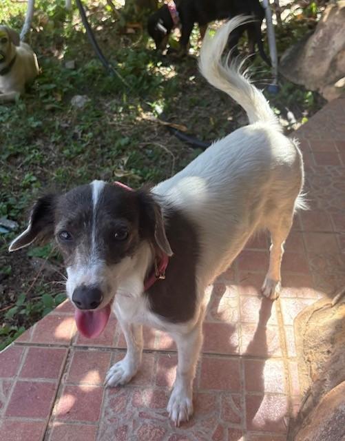 Bella, a Adoptable mixed breed in Huntington, NY image 2/2