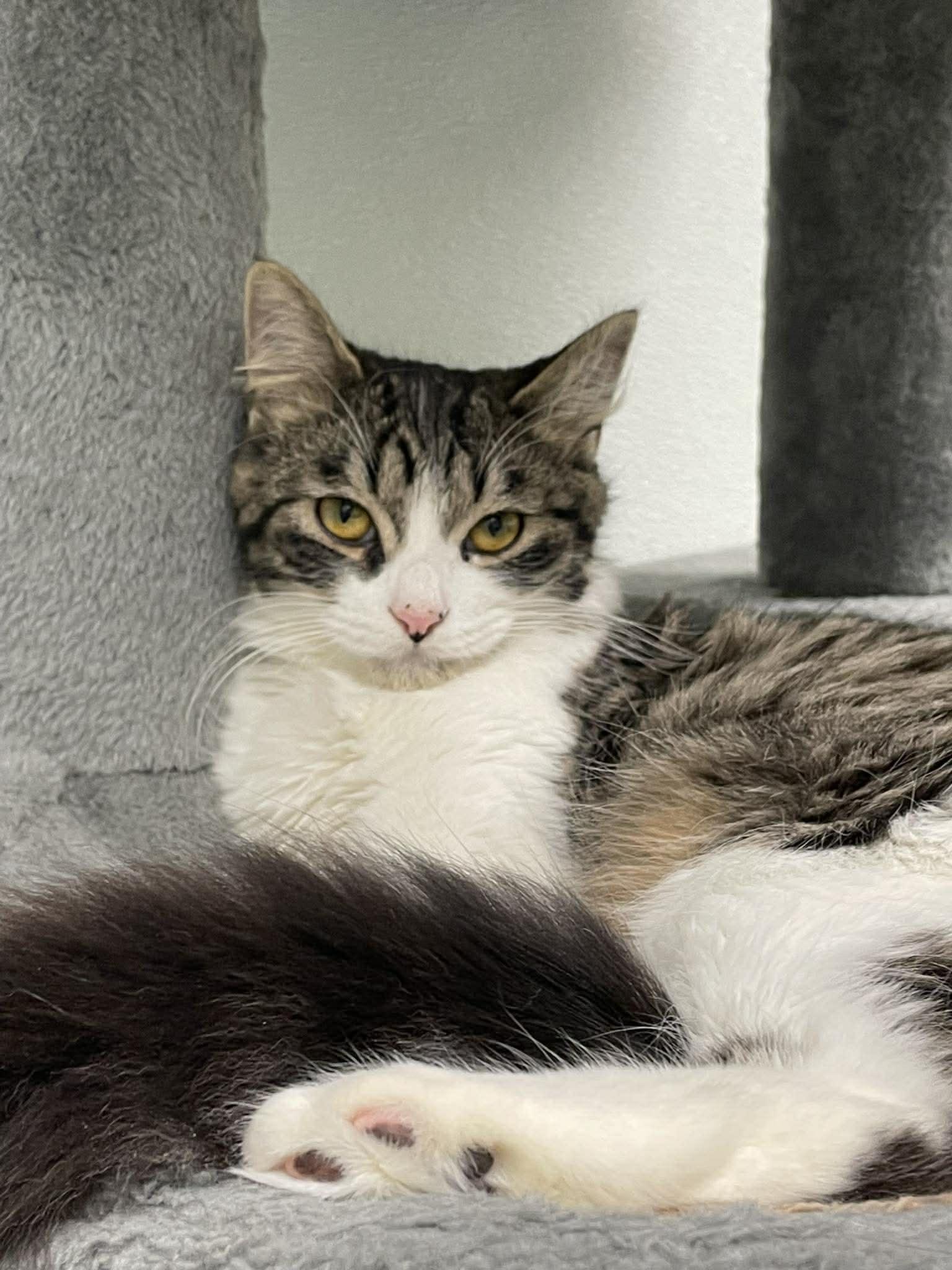 Murphy, Adoptable, Kitten Male Domestic Medium Hair.