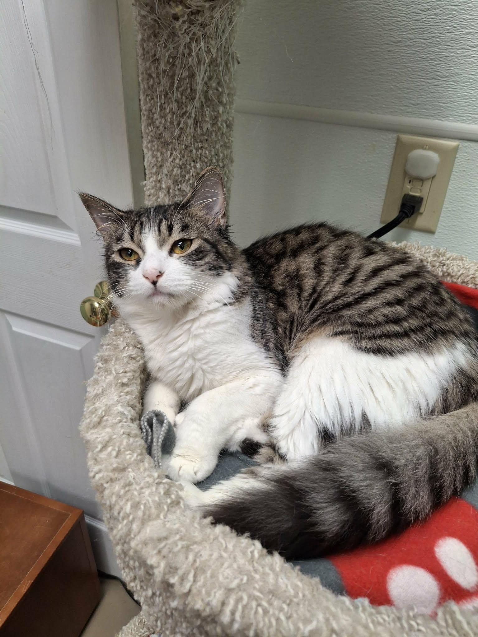 Murphy, a Adoptable Domestic Medium Hair in Gonic, NH image 2/3