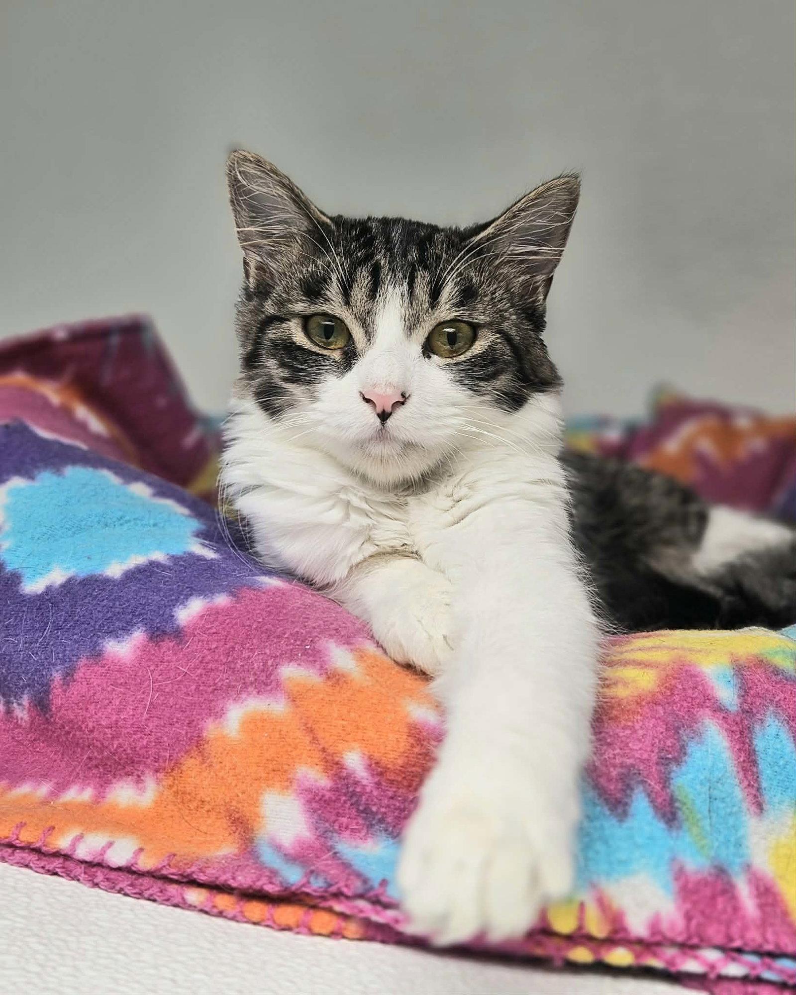 Murphy, a Adoptable Domestic Medium Hair in Gonic, NH image 3/3