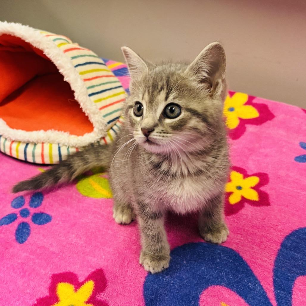 West, Adoptable, Kitten Male Domestic Short Hair.