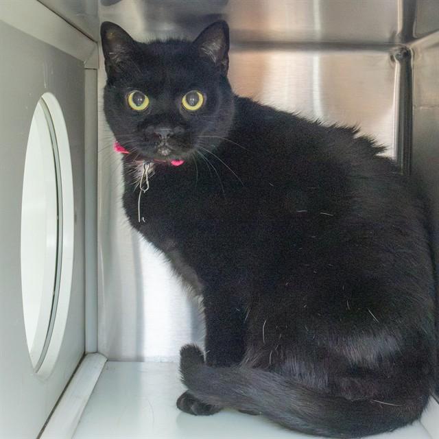 Enlarge AMORE, a Adoptable Domestic Short Hair in St. Louis, MO image 1/1