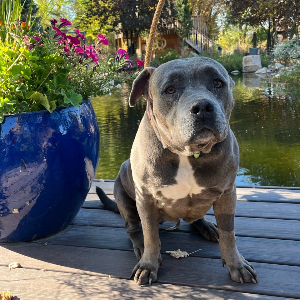 Tessa, Adoptable, Senior Female Pit Bull Terrier.