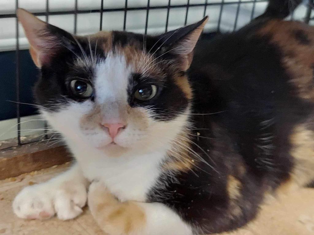 Molly, Adoptable, Adult Female Extra-Toes Cat / Hemingway Polydactyl.