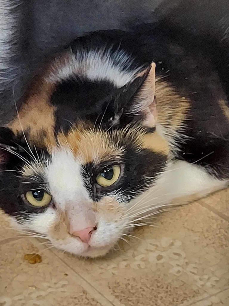 Enlarge Molly, a Adoptable Extra-Toes Cat / Hemingway Polydactyl in LIberty, NY image 2/2