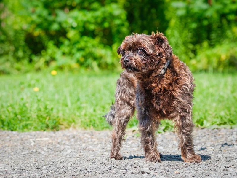 Enlarge Chasin, a Adopted mixed breed in Pointe-Fortune, QC image 3/4