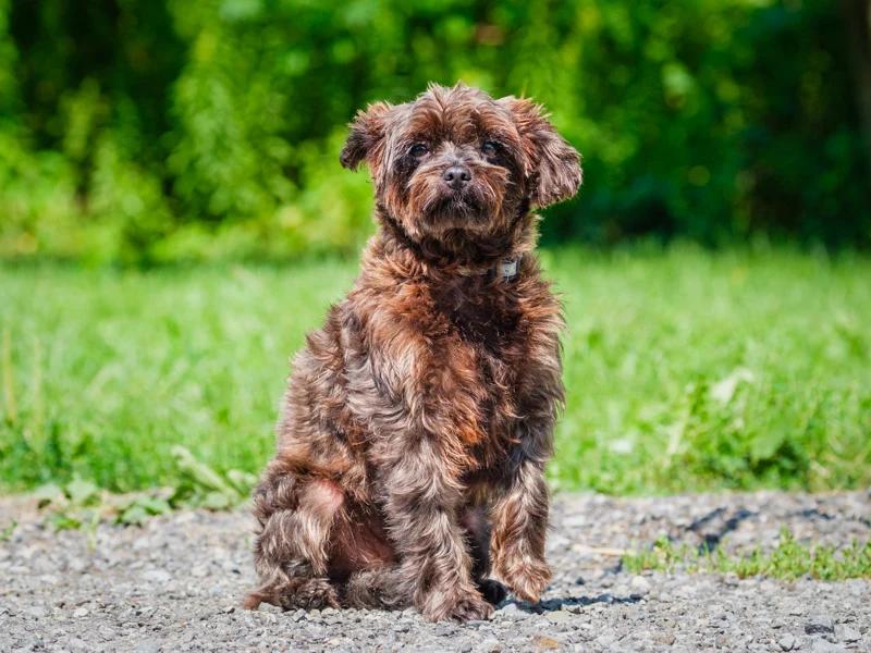 Enlarge Chasin, a Adopted mixed breed in Pointe-Fortune, QC image 2/4