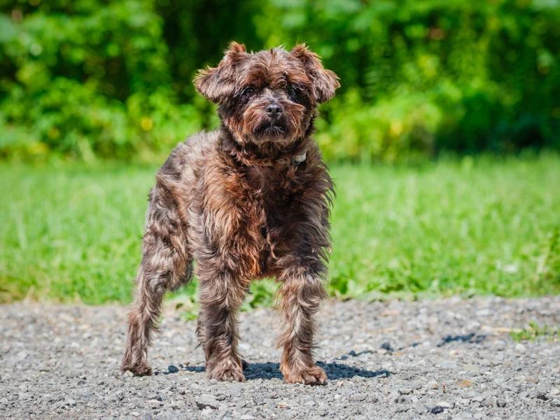Enlarge Chasin, a Adopted mixed breed in Pointe-Fortune, QC image 4/4