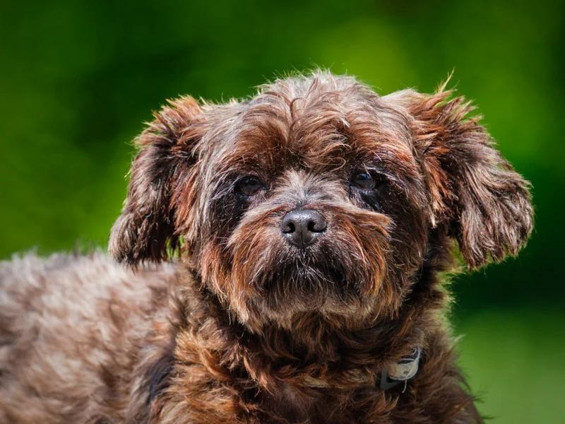 Chasin, Adopted, Adult Male Yorkshire Terrier.