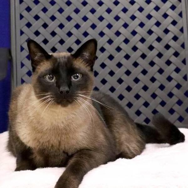 Enlarge Mister, a Adoptable mixed breed in Fort Davis, TX image 1/2