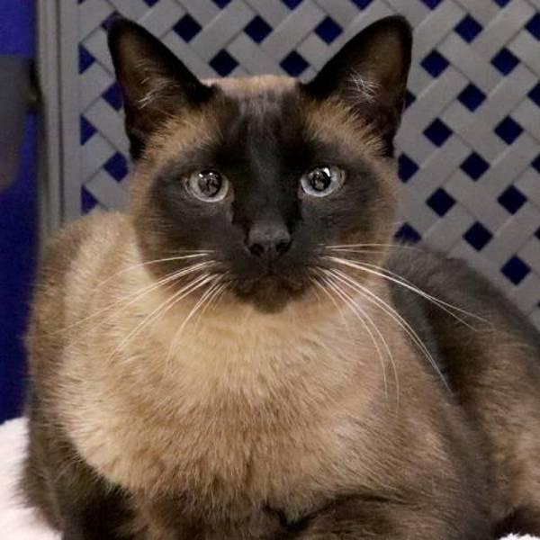 Enlarge Mister, a Adoptable mixed breed in Fort Davis, TX image 2/2