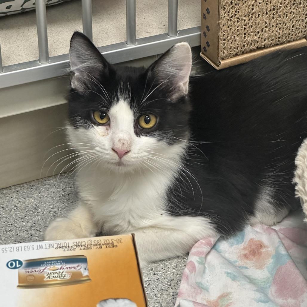 Enlarge Kayla, a Adoptable Domestic Short Hair in Westhampton, NY image 1/1