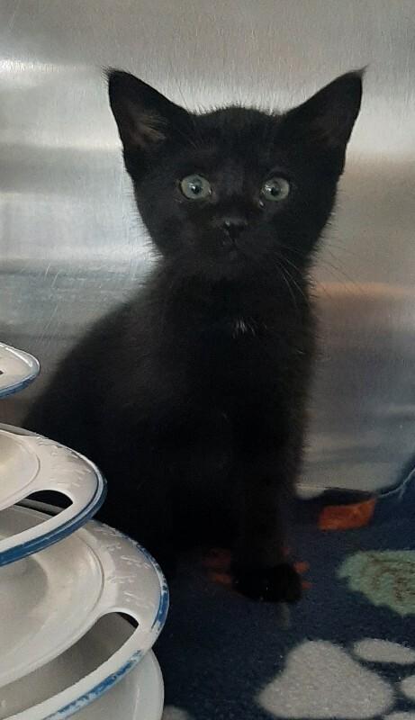 Enlarge Bada Bing, a Adoptable Domestic Short Hair in Georgetown, OH image 1/2