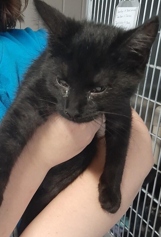 Enlarge Bada Bing, a Adoptable Domestic Short Hair in Georgetown, OH image 2/2