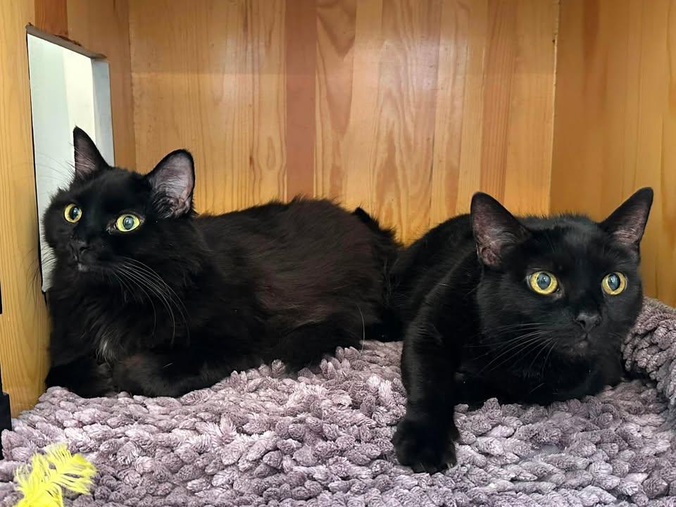 Enlarge Salem, a ADOPTABLE Domestic Short Hair in Wilmington, NC image 3/3