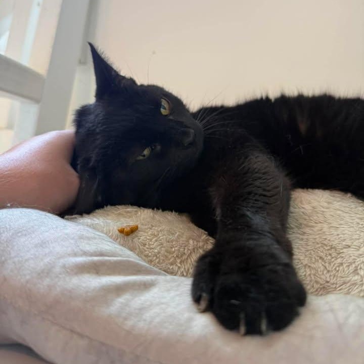 Salem, a ADOPTABLE Domestic Short Hair in Wilmington, NC image 5/5