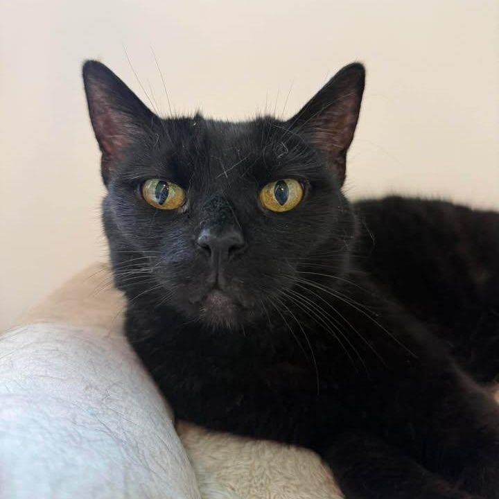 Salem, a ADOPTABLE Domestic Short Hair in Wilmington, NC image 1/5