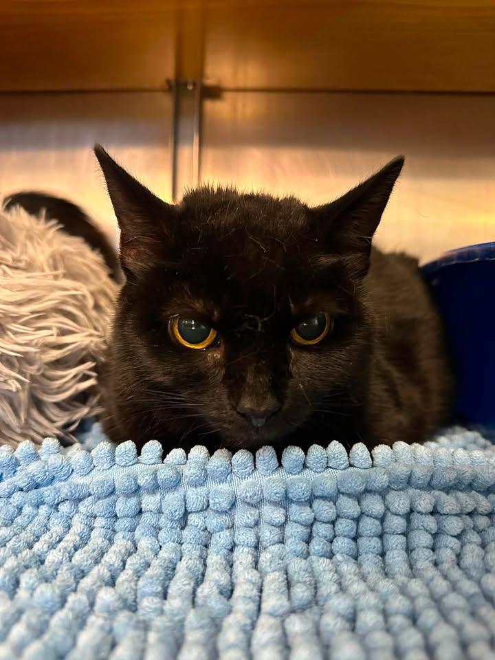 Enlarge Salem, a ADOPTABLE Domestic Short Hair in Wilmington, NC image 1/3