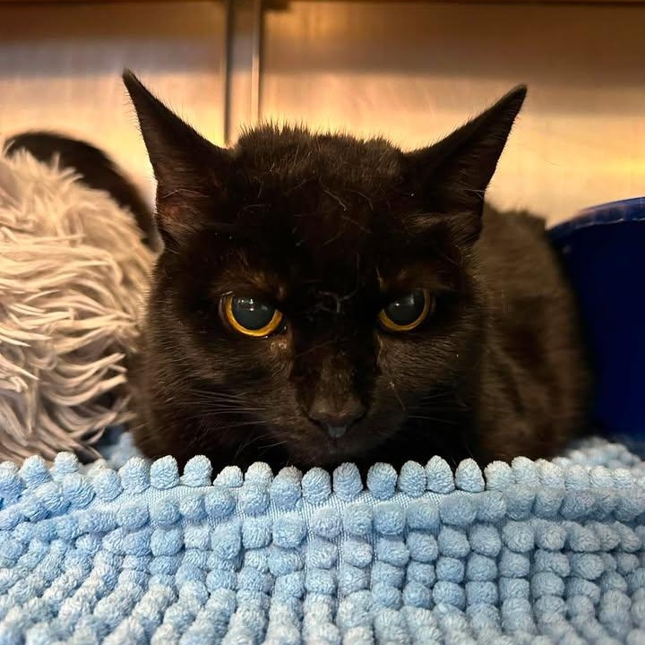 Salem, a ADOPTABLE Domestic Short Hair in Wilmington, NC image 2/5