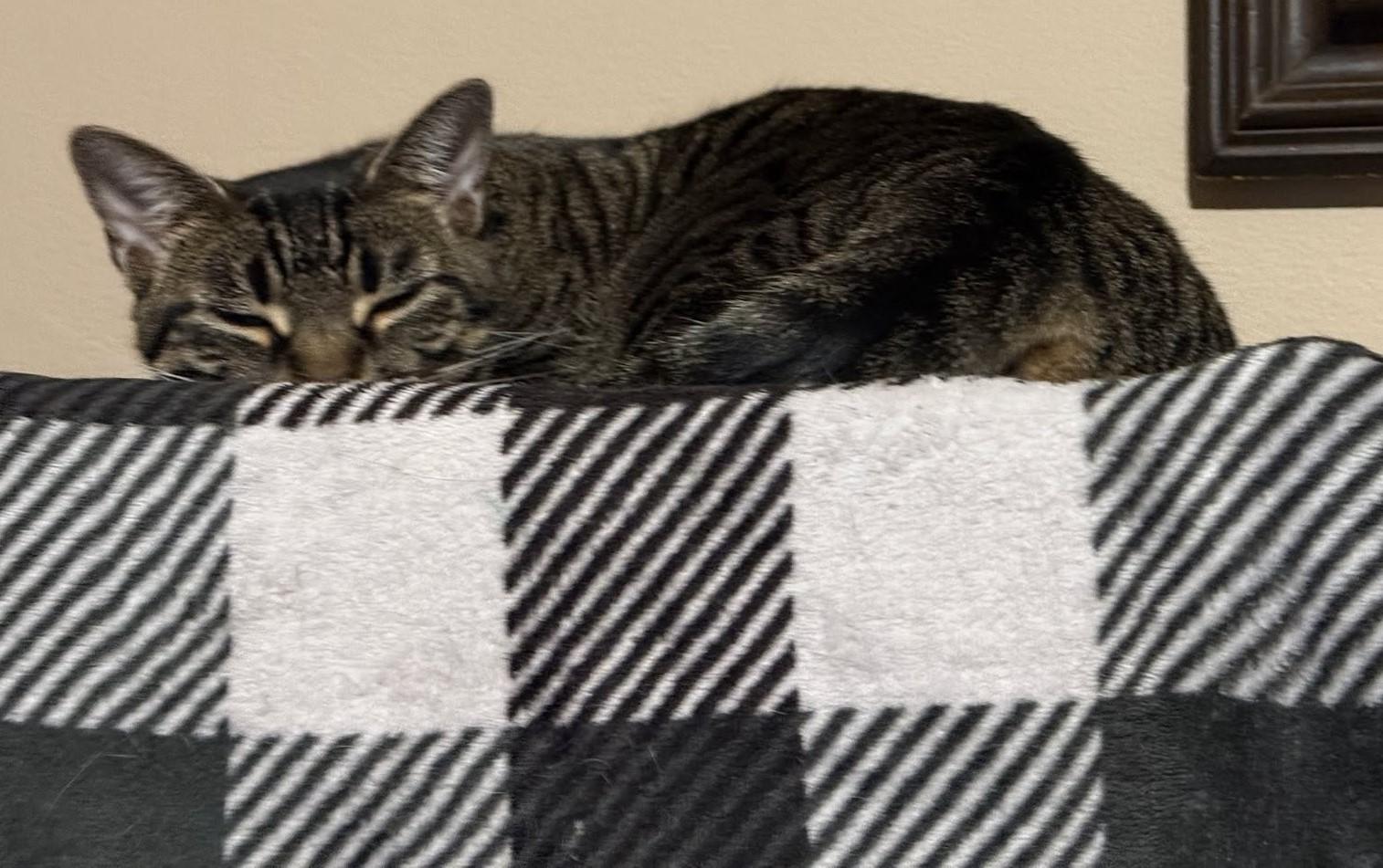 Mabel, a Adoptable Tabby in Beckley, WV image 5/5