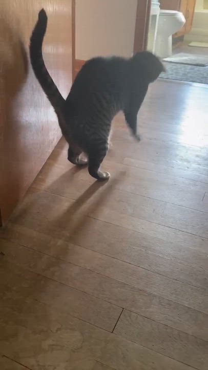 Enlarge Mabel, a Adoptable Tabby in Beckley, WV video 3/5