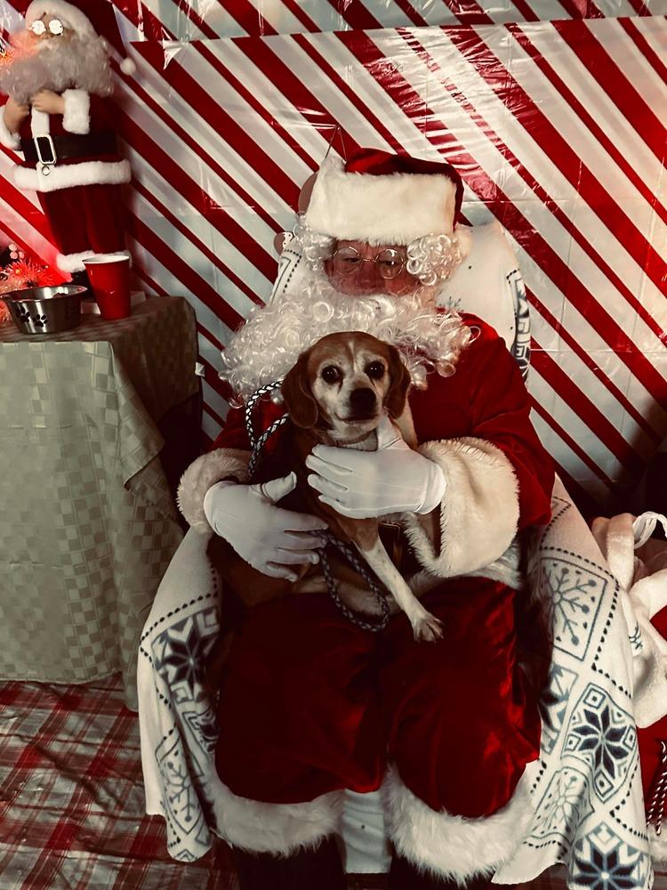 SR Molly, a Adoptable Beagle in Warrenton, MO image 1/5