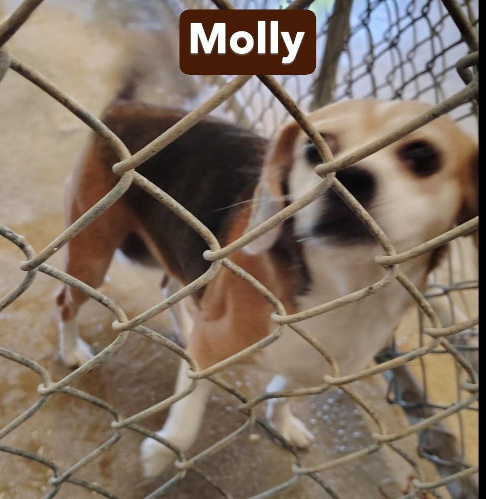 SR Molly, Adoptable, Adult Female Beagle.
