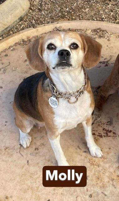 Enlarge SR Molly, a Adoptable Beagle in Warrenton, MO image 2/5