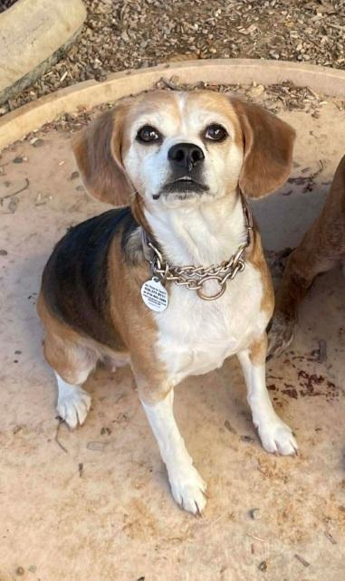 SR Molly, a Adoptable Beagle in Warrenton, MO image 4/5