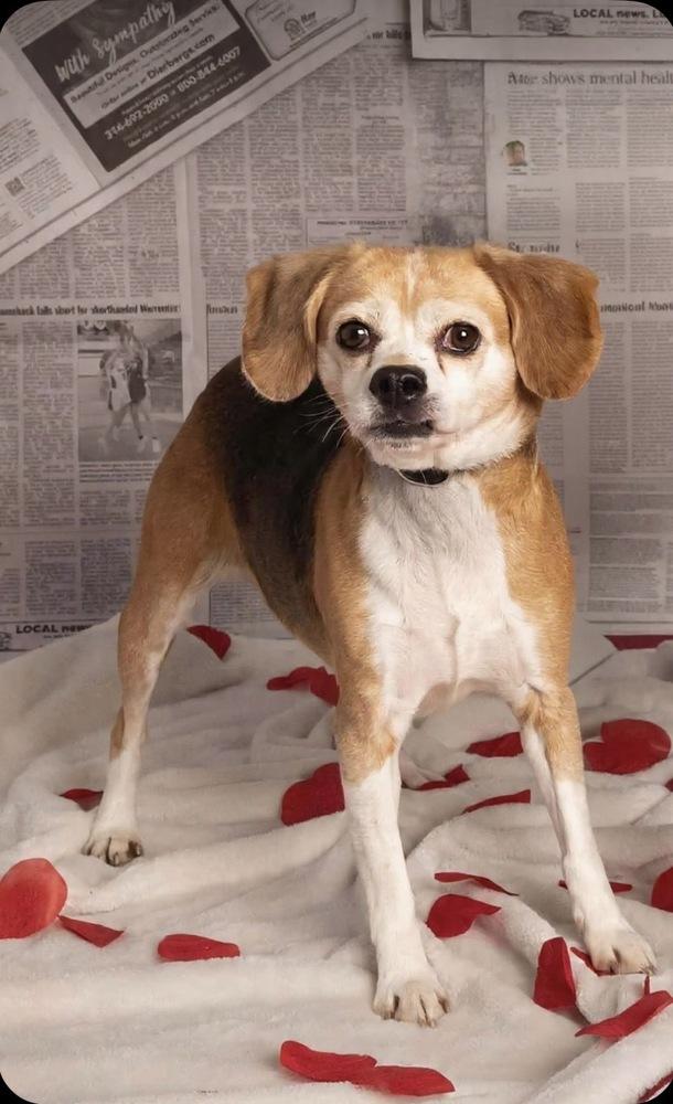 Enlarge SR Molly, a Adoptable Beagle in Warrenton, MO image 4/5