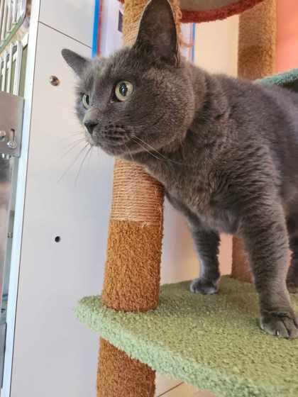 Enlarge Stormy, a Adoptable mixed breed in Scottsbluff, NE image 1/3