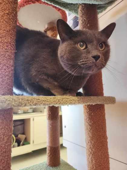 Enlarge Stormy, a Adoptable mixed breed in Scottsbluff, NE image 2/3