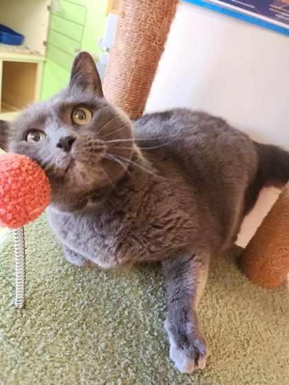 Enlarge Stormy, a Adoptable mixed breed in Scottsbluff, NE image 3/3