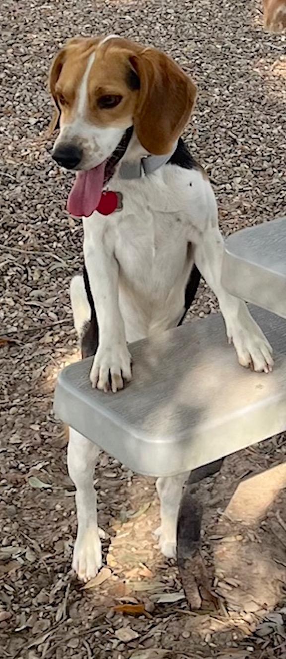 Teddy, adopted, Adult Male Beagle.