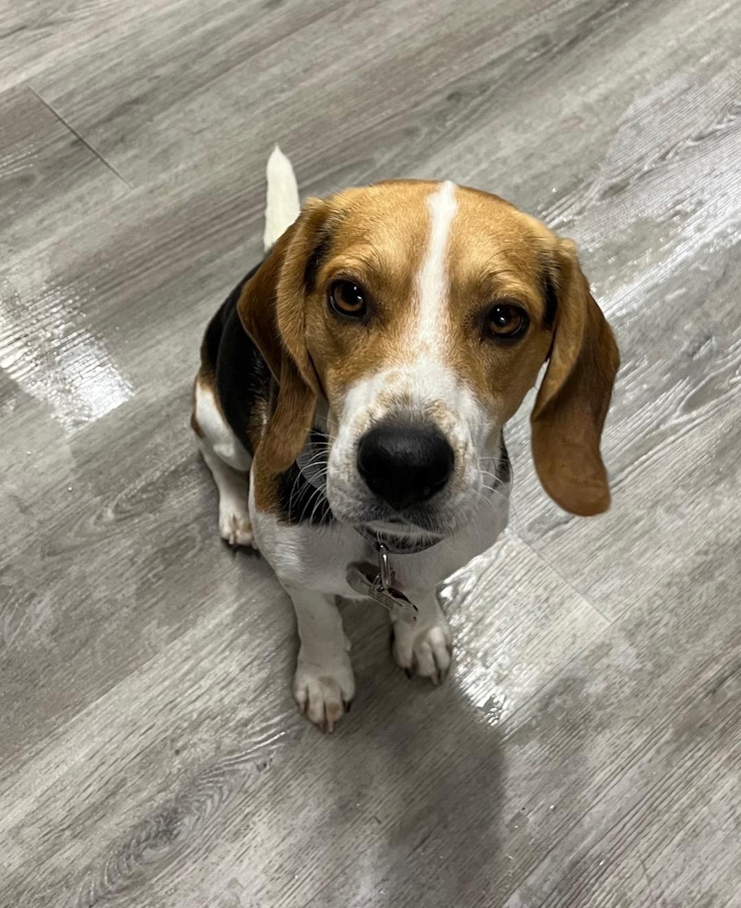 Enlarge Teddy, an adopted Beagle in Tomball, TX image 2/6