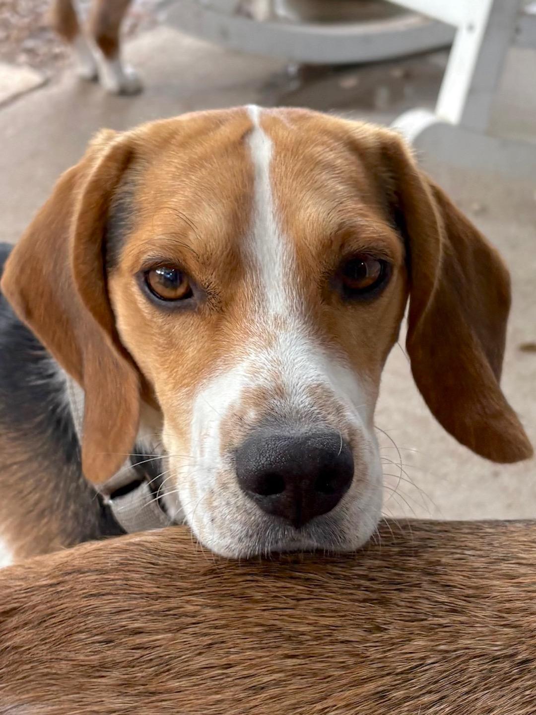 Enlarge Teddy, an adopted Beagle in Tomball, TX image 3/6